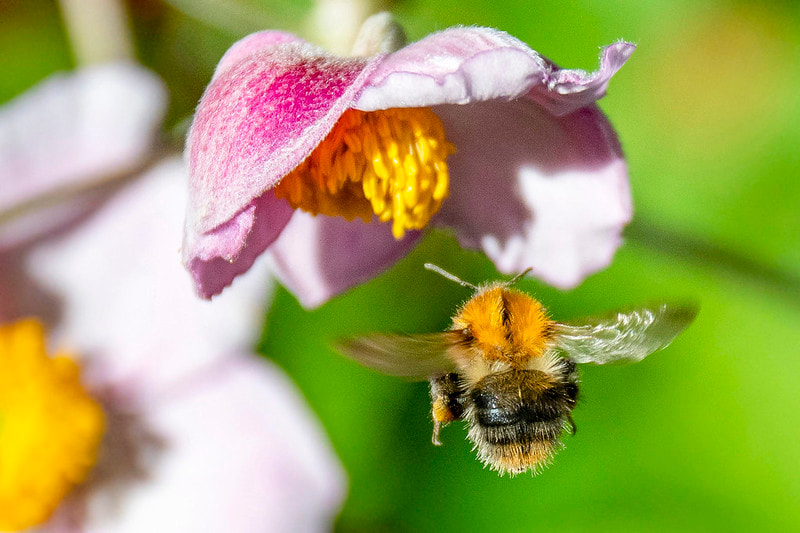 Animal Wisdom Candle - Bee Banner