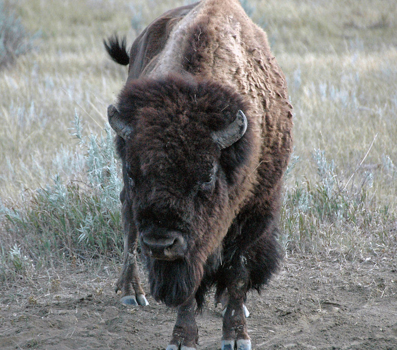 Animal Wisdom Candle - Buffalo Banner