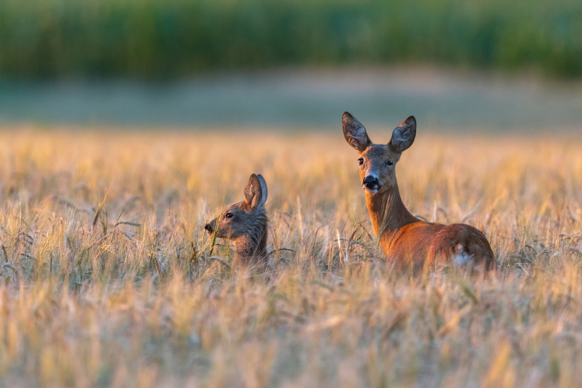 Animal Wisdom Candle - Deer Banner