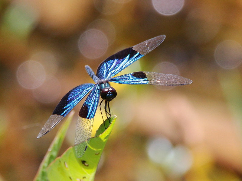 Animal Wisdom Candle - Dragonfly Banner