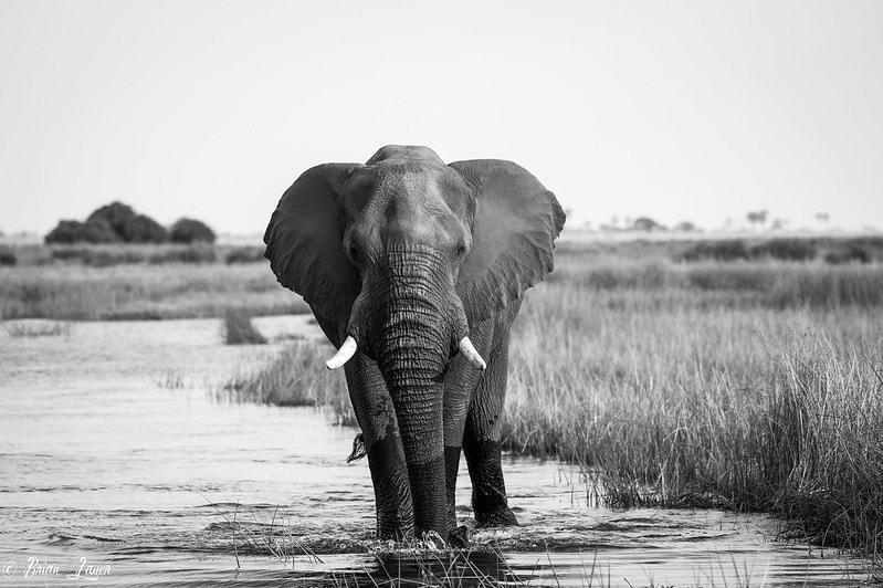 Animal Wisdom Candle - Elephant Banner
