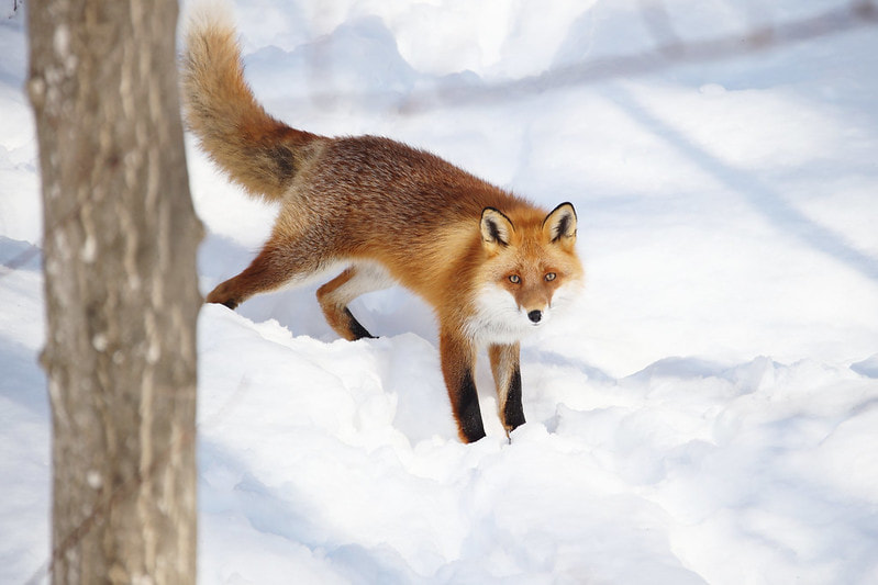 Animal Wisdom Candle - Fox Banner