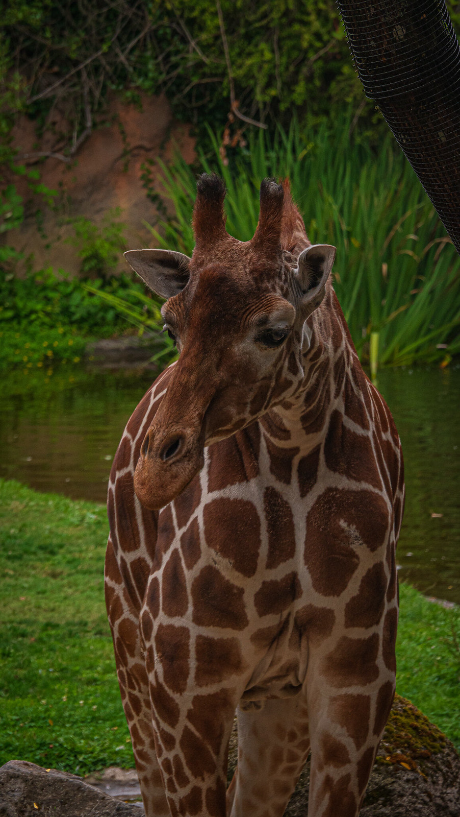 Animal Wisdom Candle - Giraffe Banner