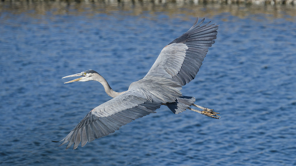 Animal Wisdom Candle - Heron Banner