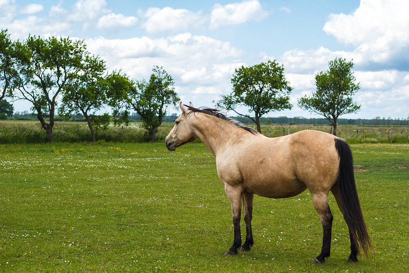 Animal Wisdom Candle - Horse Banner