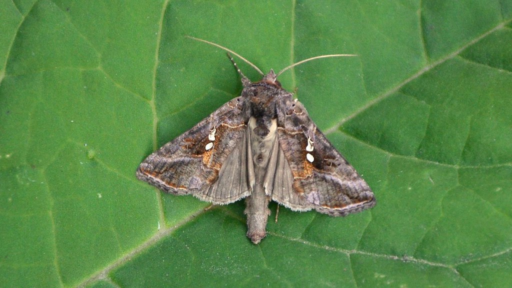 Animal Wisdom Candle - Moth Banner