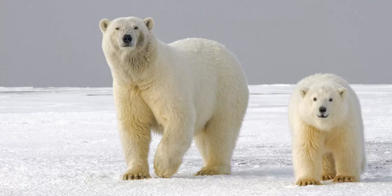 Animal Wisdom Candle - Polar Bear Banner
