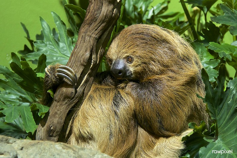 Animal Wisdom Candle - Sloth Banner