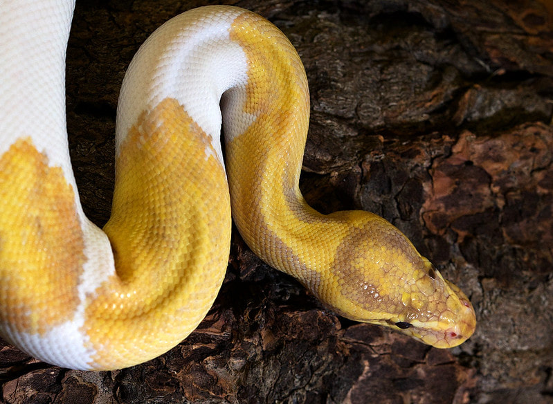 Animal Wisdom Candle - Snake Banner
