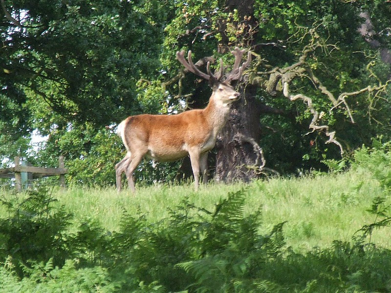 Animal Wisdom Candle - Stag Banner