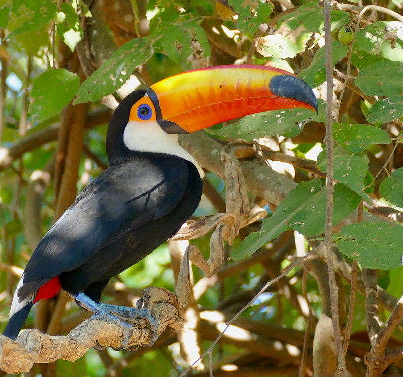 Animal Wisdom Candle - Toucan Banner
